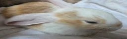 Continental Giant rabbits for sale: Beautiful giant rabbits  - Advert 14