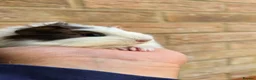 Guinea Pig rodents for sale: Baby Guinea.\nPigs - Advert 8