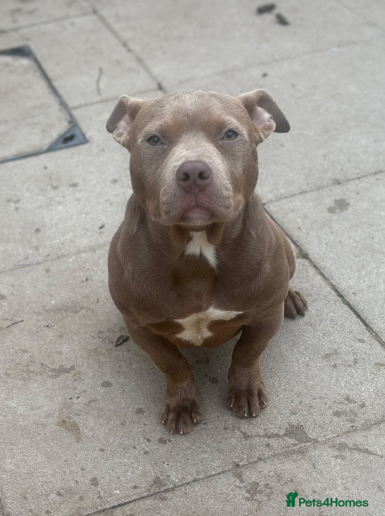 American Bully dogs * POCKET BULLY * - Advert 16