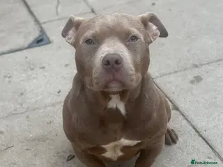 American Bully dogs * POCKET BULLY * - Advert 9