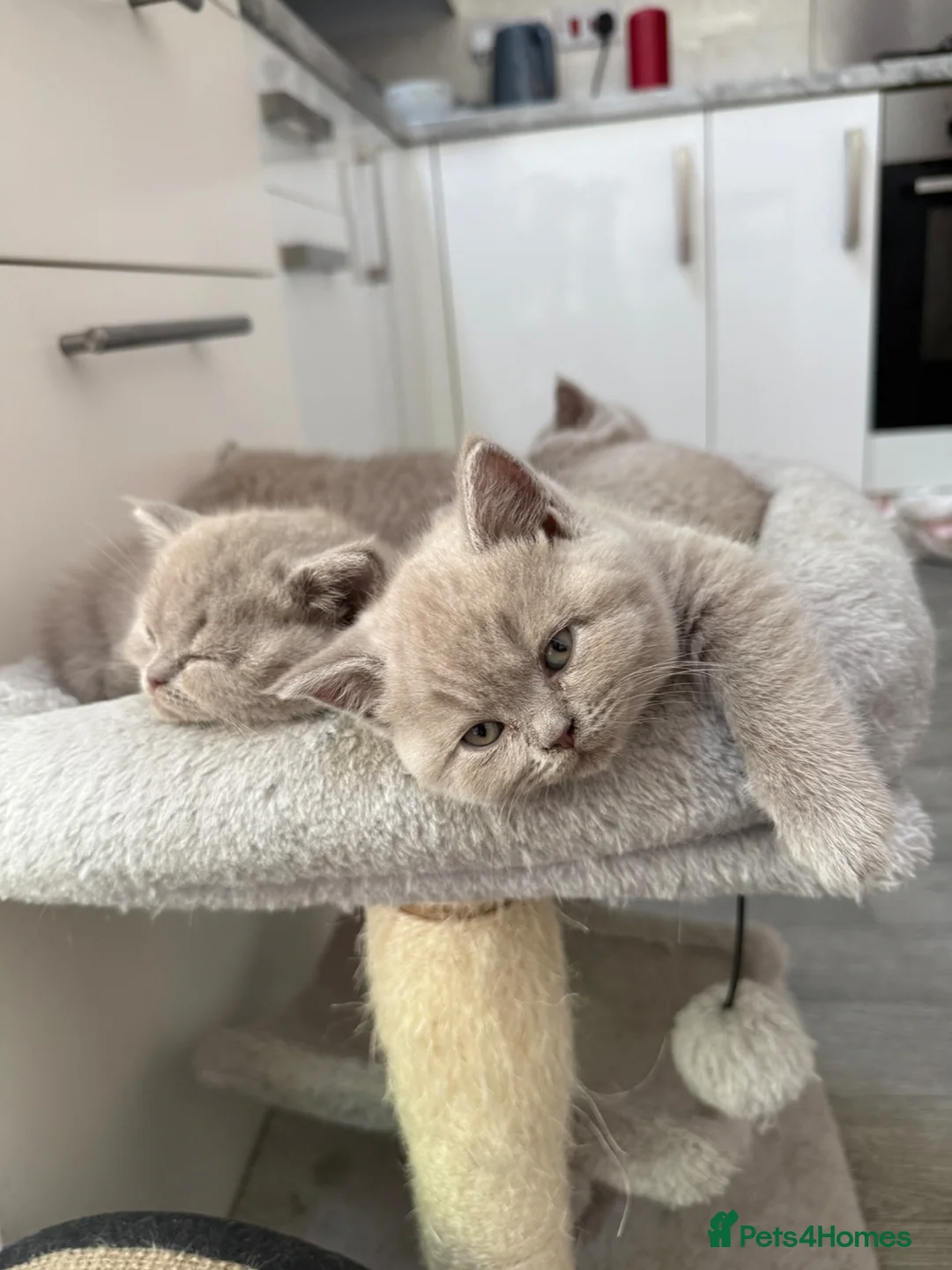 British Shorthair cats for sale: Beautiful lilac British Shorthair kittens  - Advert 1