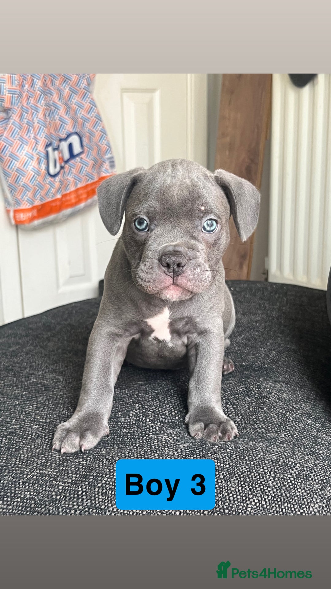Mixed Breed dogs for sale: French Bulldog X American Pocket Bully Puppies in Carlisle - Image 8