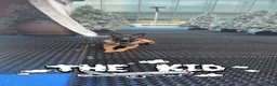 Belgian Shepherd Dog dogs for sale: Female KC Belgian Malinois for Sale - Advert 12