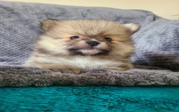 Pomeranian dogs for sale: Gorgeous litter of pomeranian puppies💙💖 - Image 1