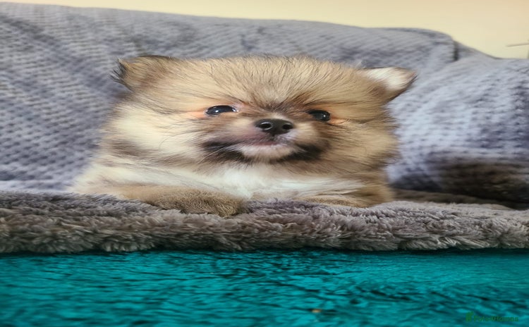 Pomeranian dogs - Advert 3
