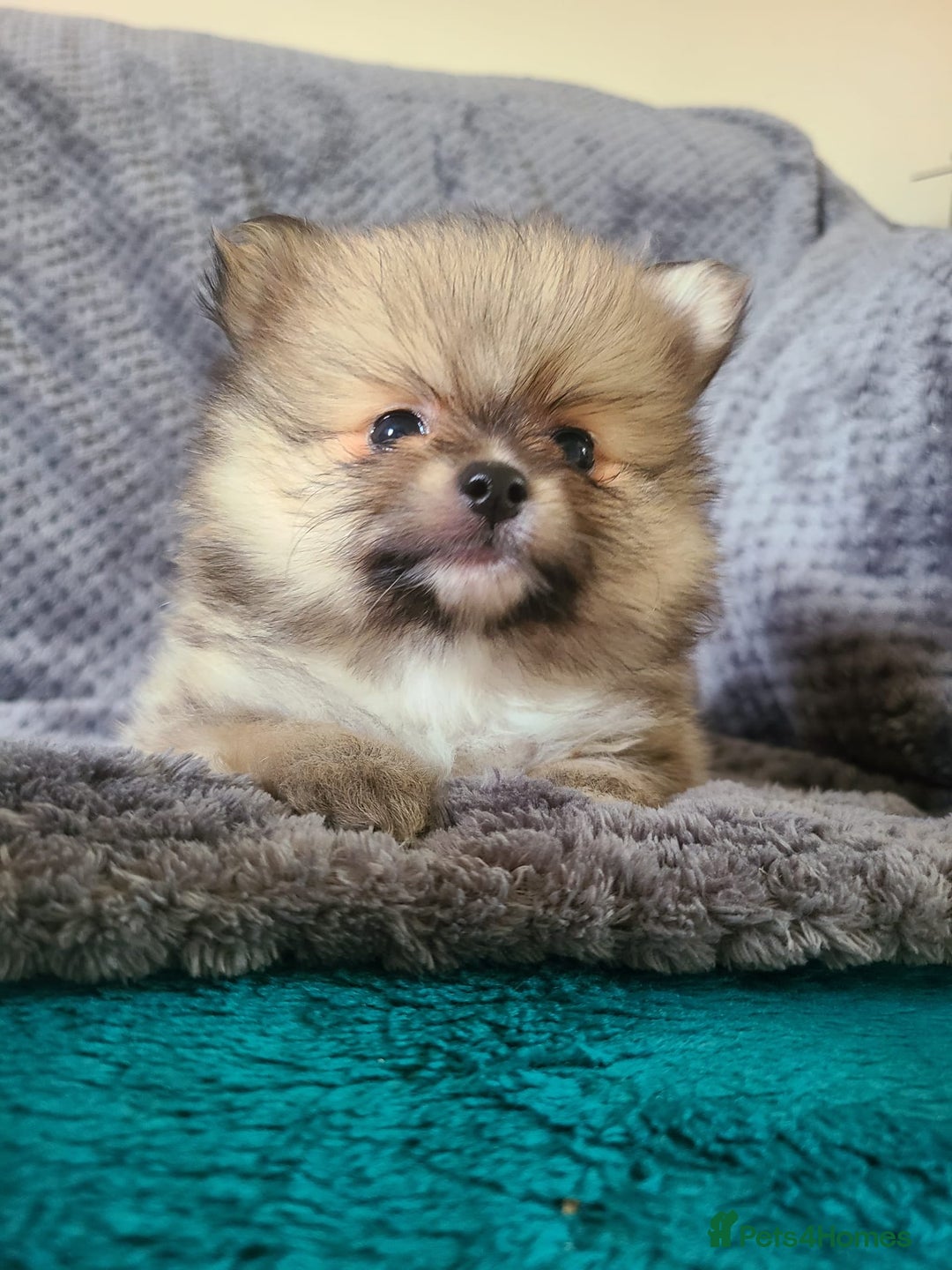 Pomeranian dogs for sale: Gorgeous litter of pomeranian puppies💙💖 - Image 1