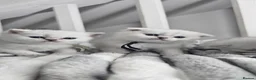 Scottish Fold cats for sale: Scottish fold/straight kittens - Advert 12