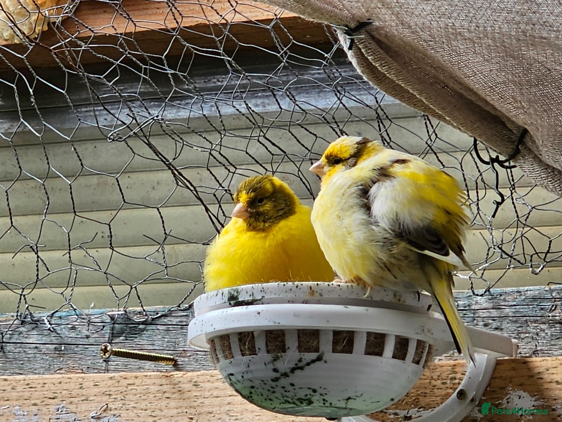 Budgerigars birds  Budgies, - Advert 16