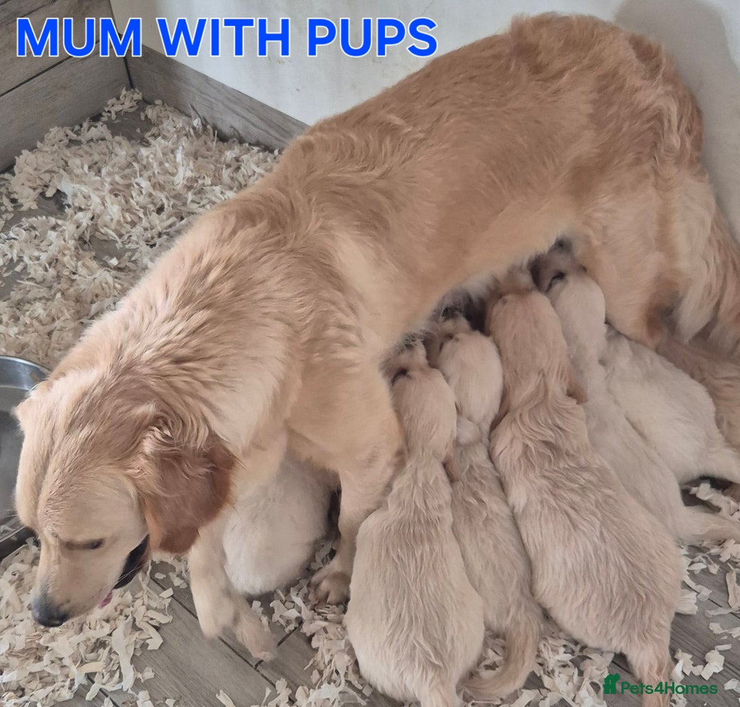 Golden Retriever dogs for sale: Show type Golden Retrievers health tested parents - Image 23