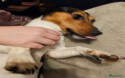 Jack Russell dogs for sale: Shiloh - Image 4