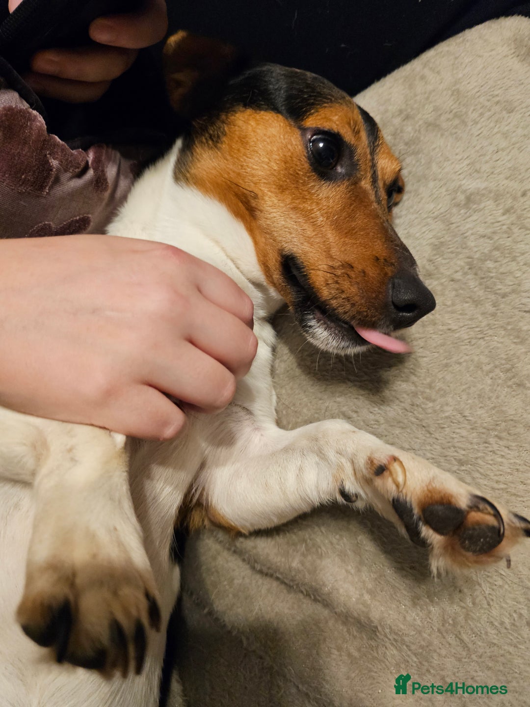 Jack Russell dogs for sale: Shiloh - Image 4