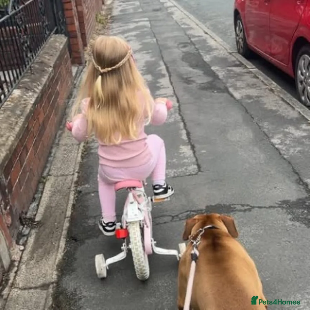 Mixed Breed dogs for sale: Red nose staffy  - Advert 5