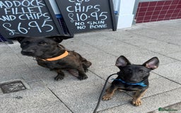 Belgian Shepherd Dog dogs for sale: Belgian Malinois X Dutch Herder  - Image 3