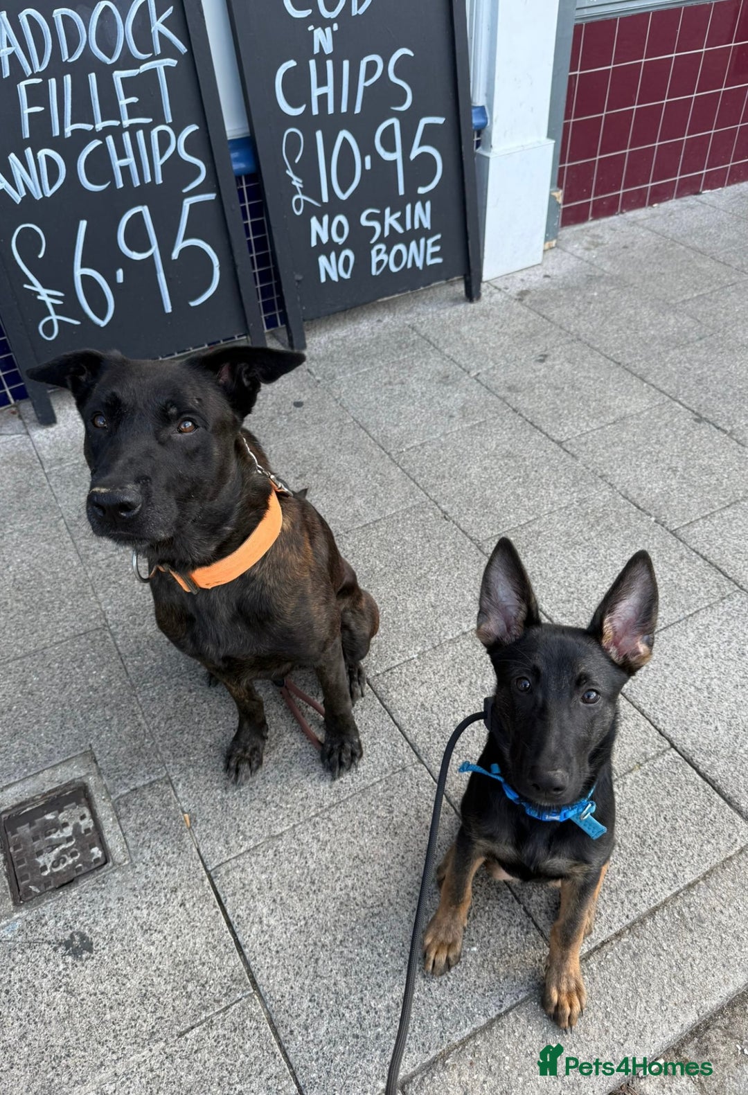 Belgian Shepherd Dog dogs for sale: Belgian Malinois X Dutch Herder  - Image 3