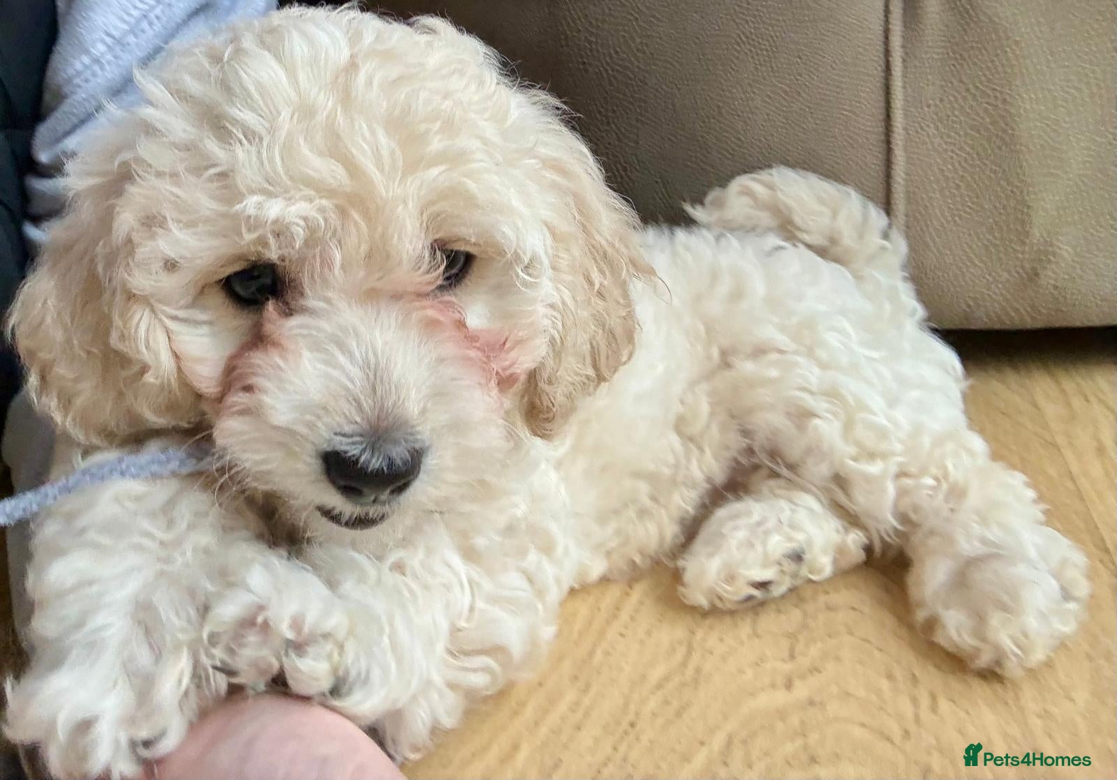 Cavachon dogs Beautiful female Cavapoochon pup - Advert 8