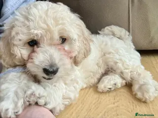 Cavachon dogs Beautiful female Cavapoochon pup - Advert 8