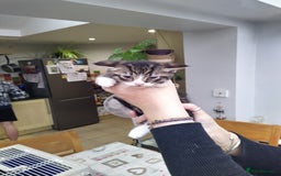 Domestic Shorthair cats for sale: Peanuts babies  - Image 6