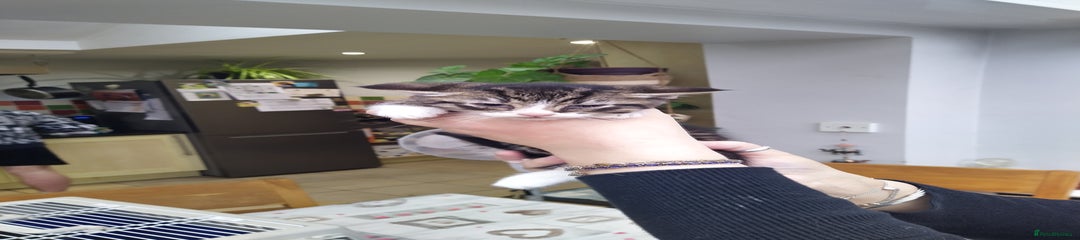 Domestic Shorthair Kitten 5