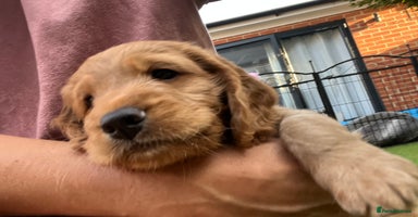 Mixed Breed dogs - Advert 4