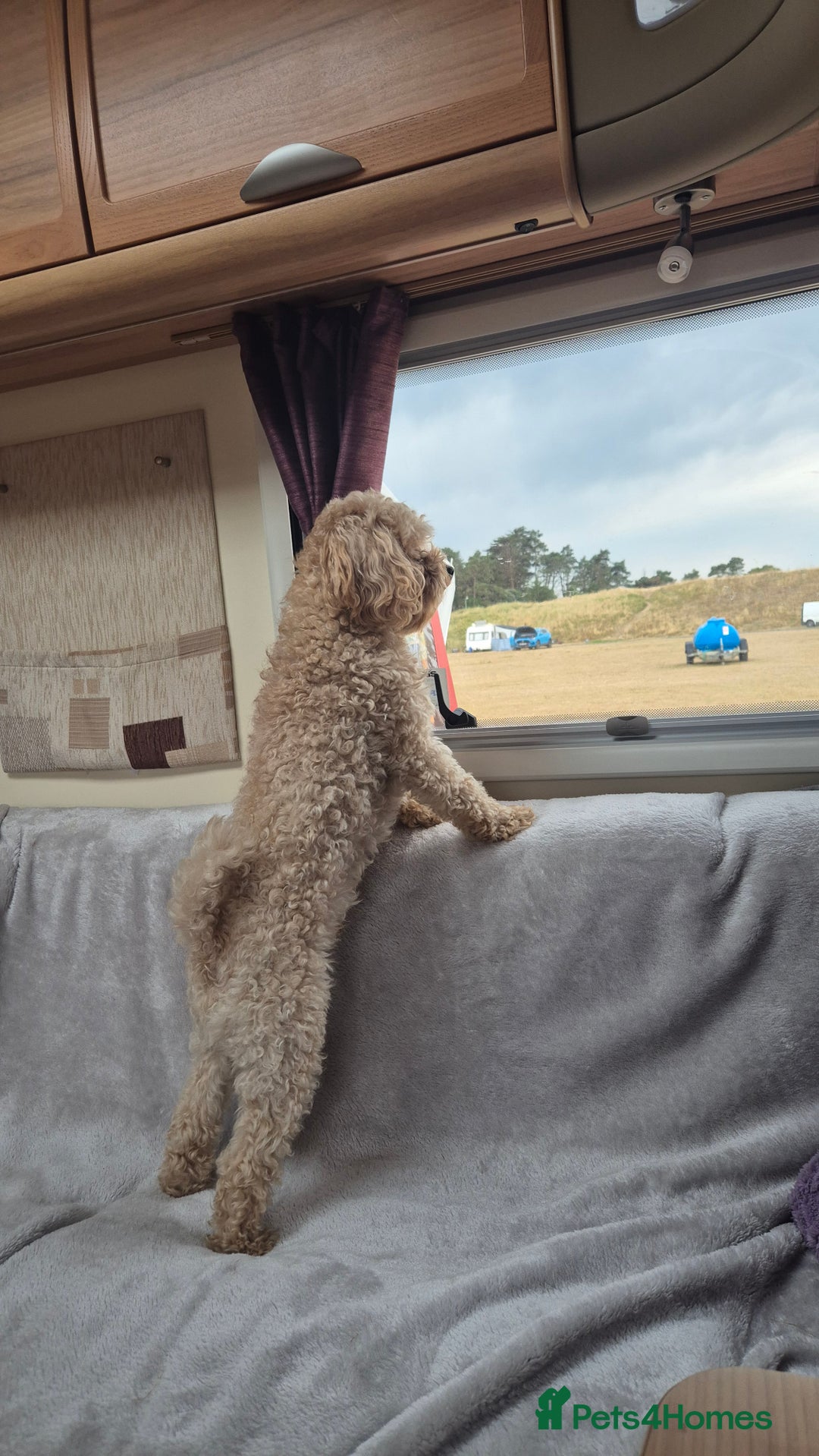 Mixed Breed dogs for sale: Cavapochon puppies  - Image 7