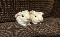 Guinea Pig rodents for sale: Cornet X Swiss Sows - Image 2