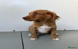 Nova Scotia Duck Tolling Retriever dogs for sale: KC REG Nova Scotia Boy - Image 2