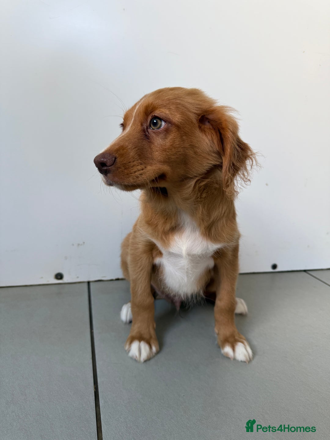 Nova Scotia Duck Tolling Retriever dogs for sale: KC REG Nova Scotia Boy - Image 2