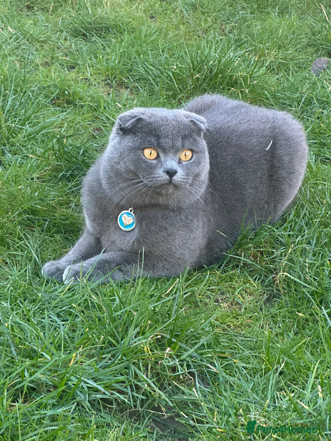 British Shorthair cats for stud: British shorthair  in Nottingham - Advert 3