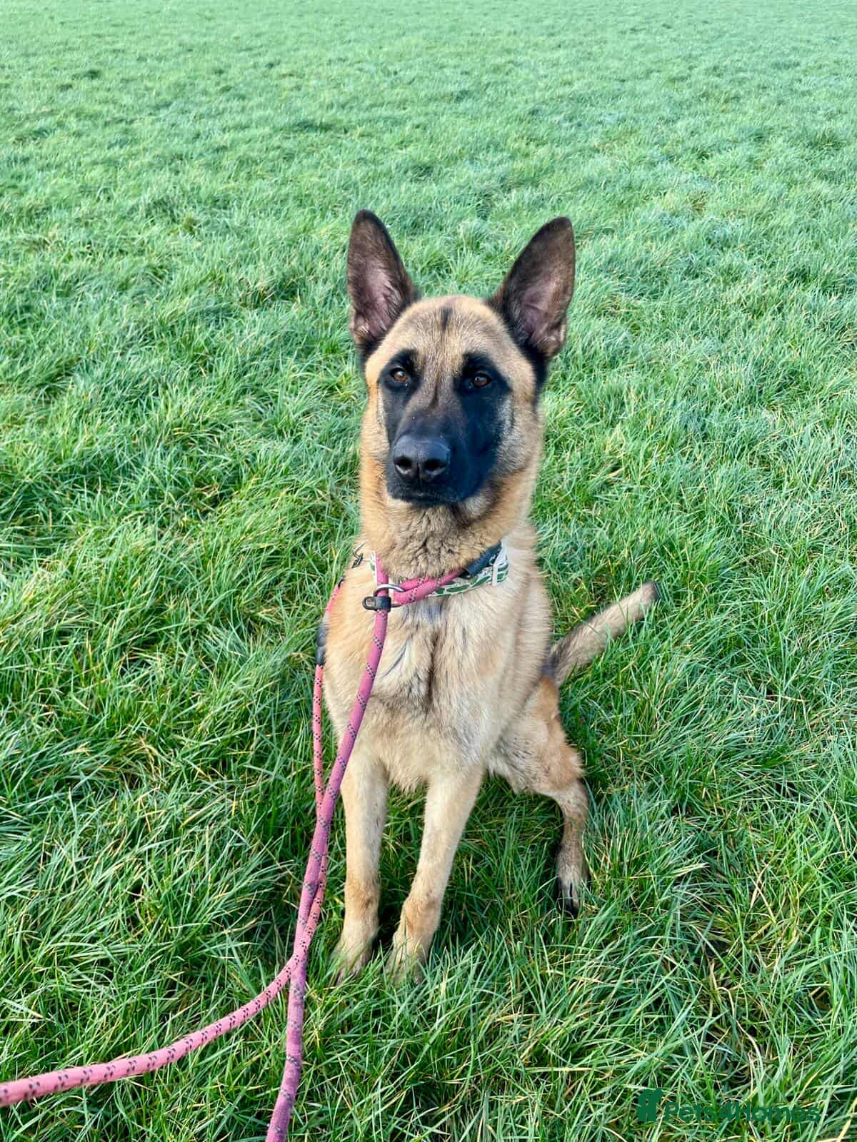Mixed Breed dogs Handsome CEDRIC - Advert 1