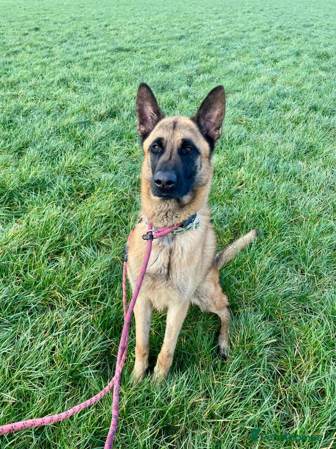 Mixed Breed dogs for adoption: Handsome CEDRIC - Advert 1