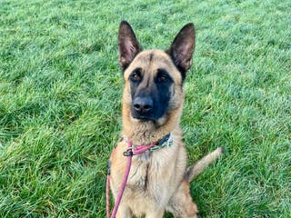 Mixed Breed dogs Handsome CEDRIC - Advert 1