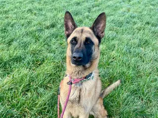 Mixed Breed dogs Handsome CEDRIC - Advert 16