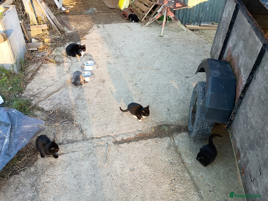 Mixed Breed cats for sale: Kittens for sale - Advert 9