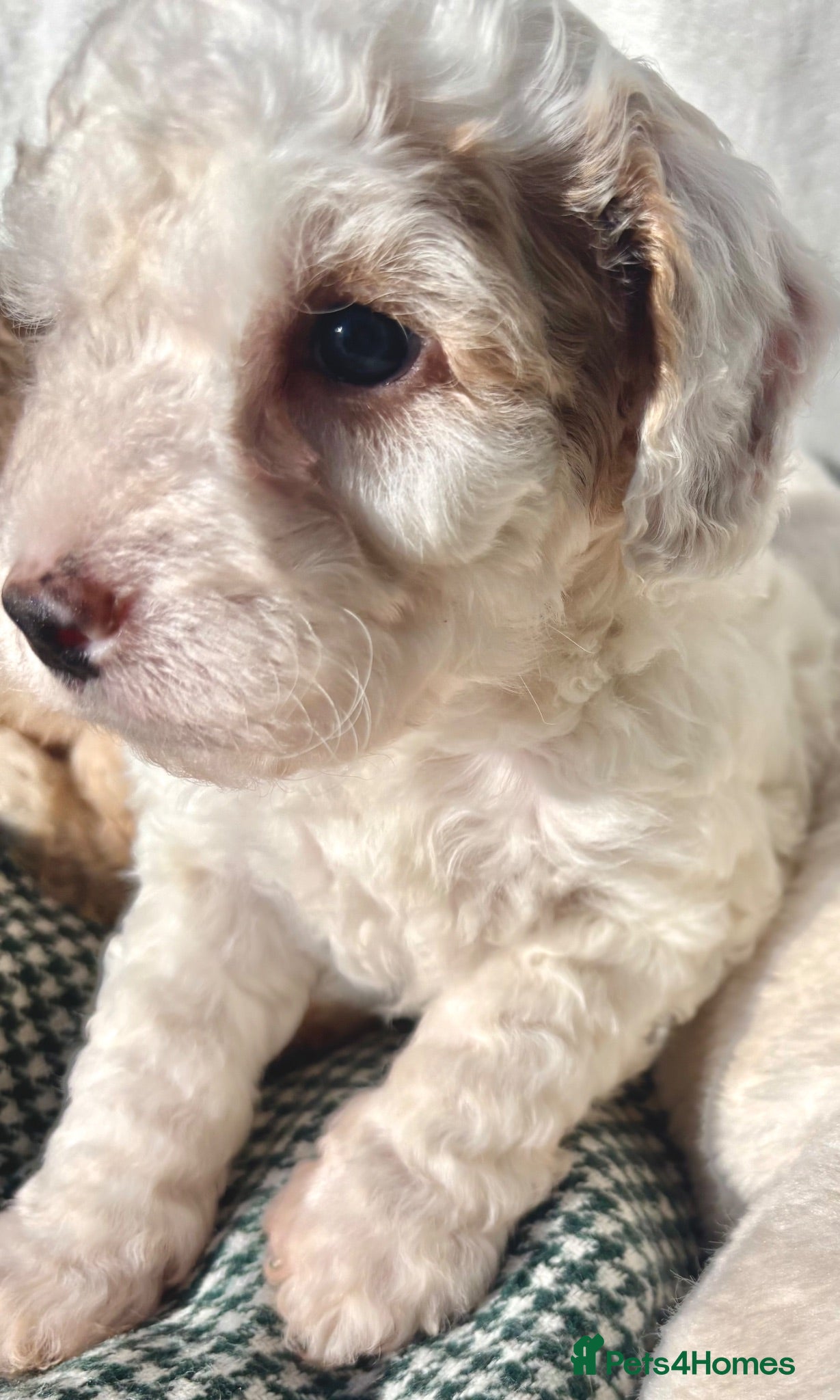 Cockapoo dogs 🌼4 COCKERPOO’s ready now in CHESHIRE🌼 - Advert 2