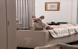 French Bulldog dogs for stud: Healthy platinum boy for Stud - Image 5