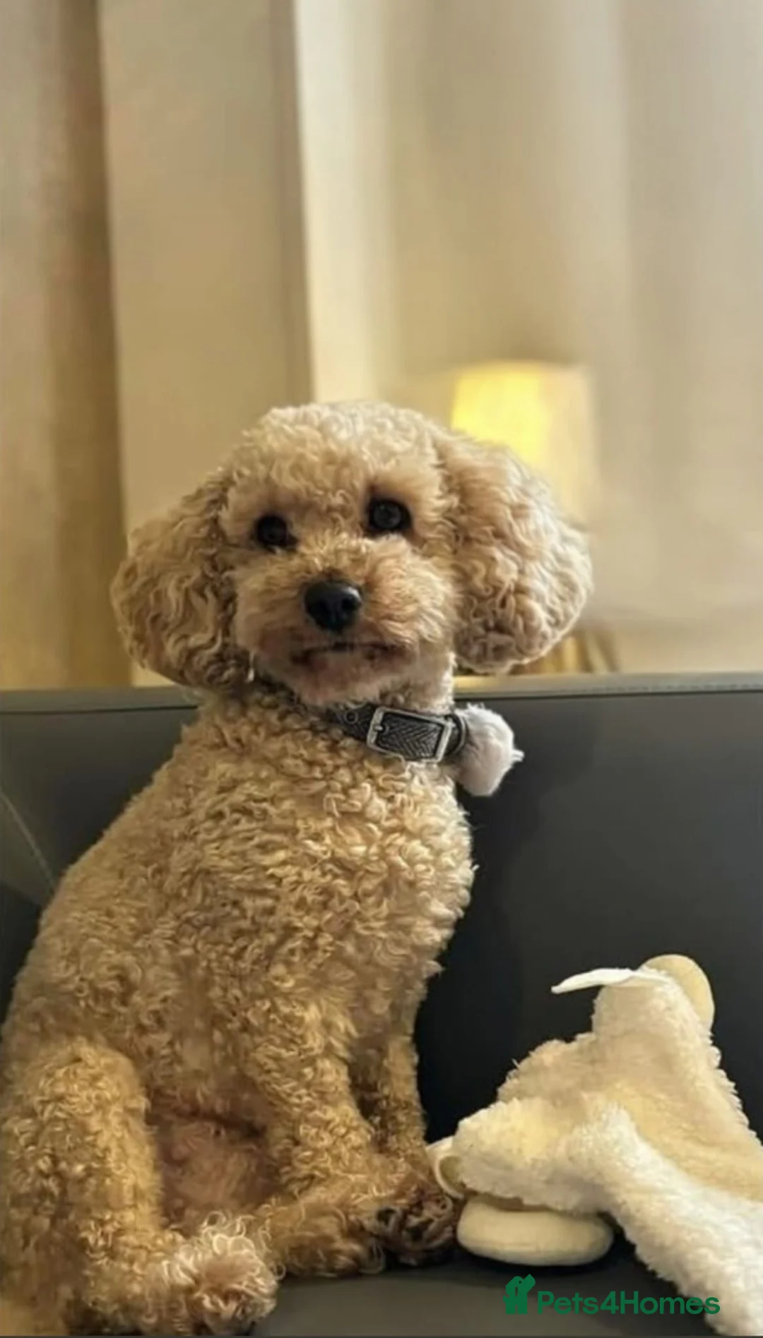 Cavapoo dogs for sale: Waiting List Open-Deep Fox Red Cavapoos - 27th Aug - Advert 1