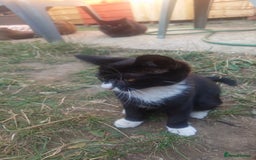 Mixed Breed cats for sale: Sweety girl  - Image 7
