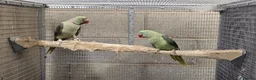 Parrots birds for sale: Alexandrin grey green male and split female green  - Advert 3