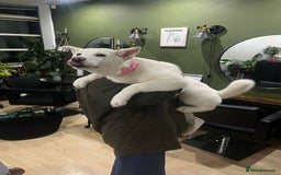 Akita dogs for sale: Akita looking for a home - Image 4