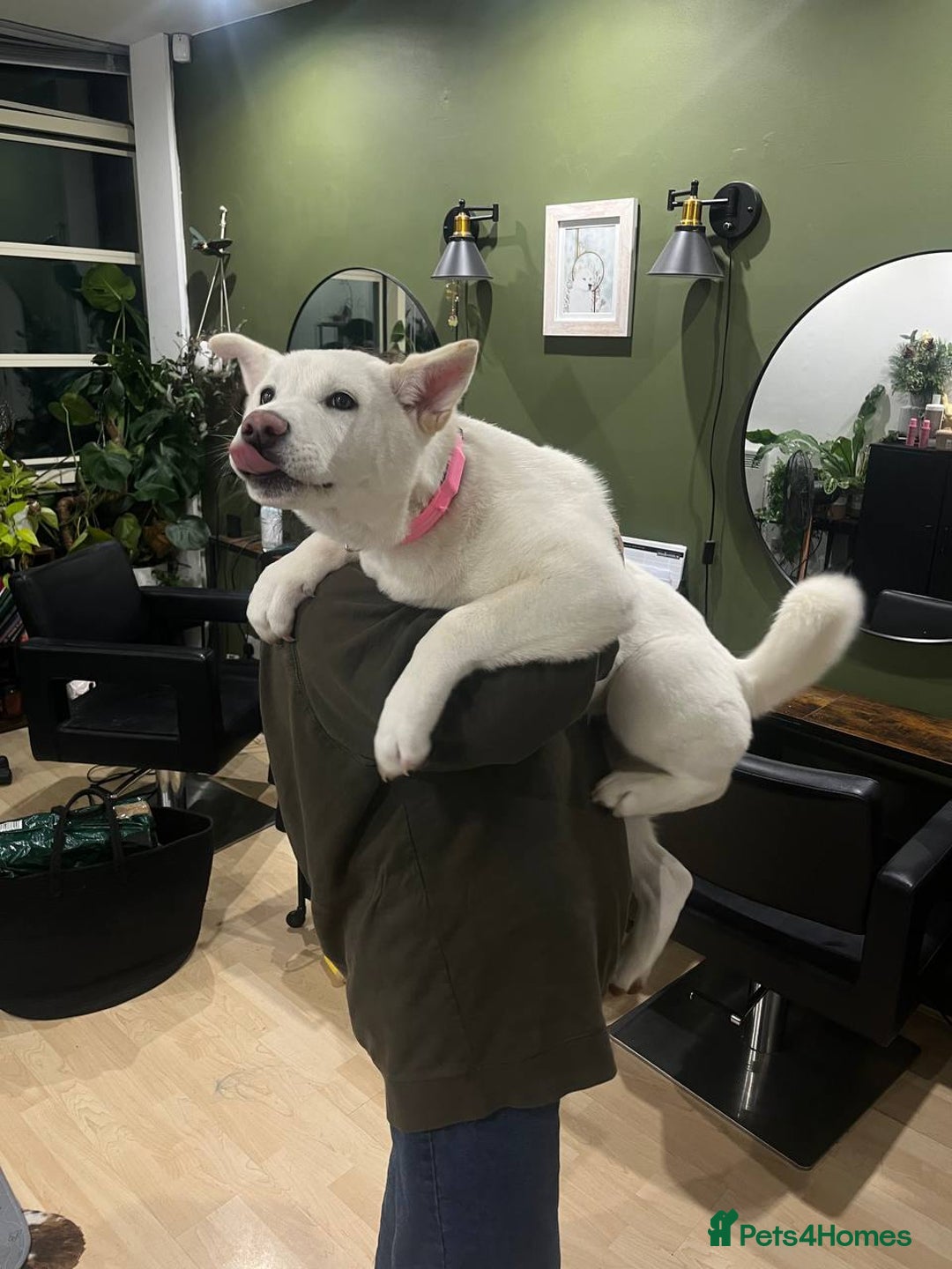 Akita dogs for sale: Akita looking for a home - Image 4