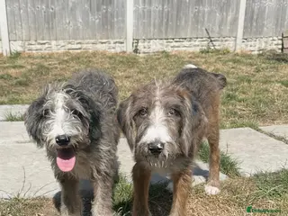 Bordoodle dogs Stunning boys looking for ever homes - Advert 2