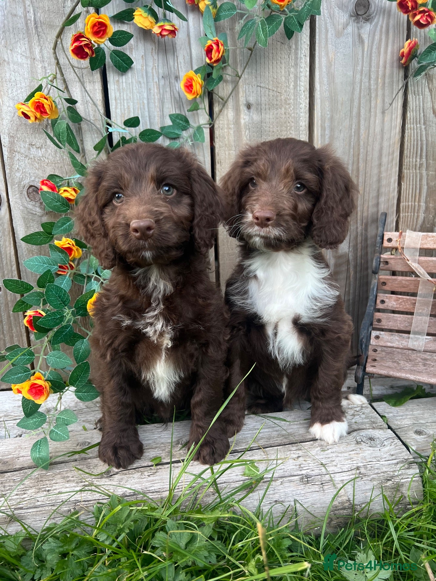 Sproodle dogs Rare Miniature Sproodle Chocolate  Puppies  - Advert 2