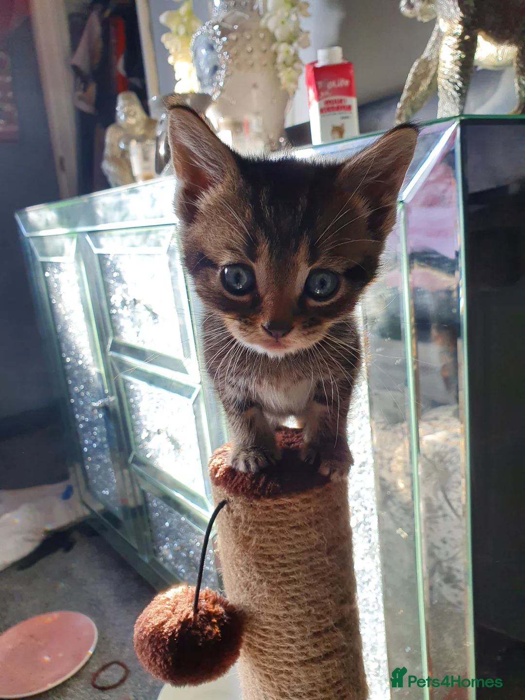 Mixed Breed cats for sale: Tabby and black kittens in Sheerness - Advert 7