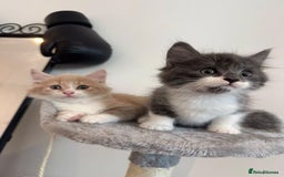 Maine Coon cats for sale: Maine coon mix fluffy grey and creme kittens - Image 2