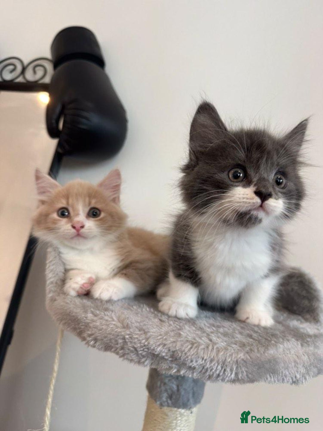 Maine Coon cats for sale: Maine coon mix fluffy grey and creme kittens - Image 2