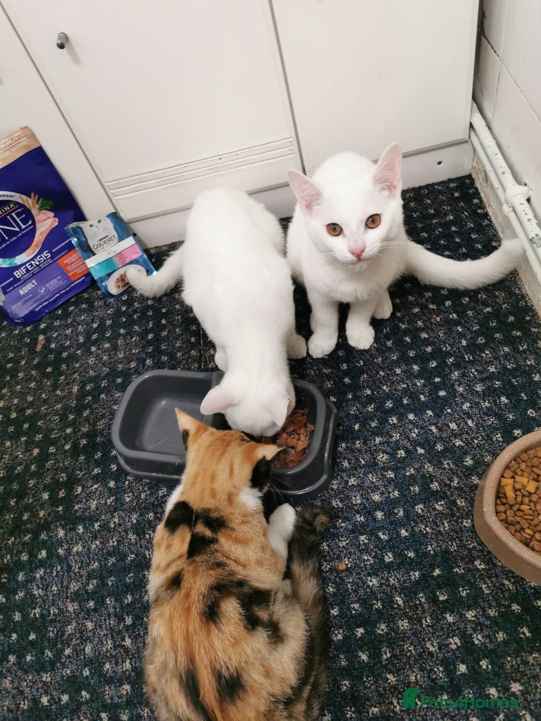 Mixed Breed cats for sale: Ready for new family  - Image 15