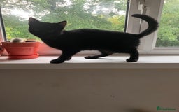 Mixed Breed cats for sale: Mixed breed cats  - Advert 3