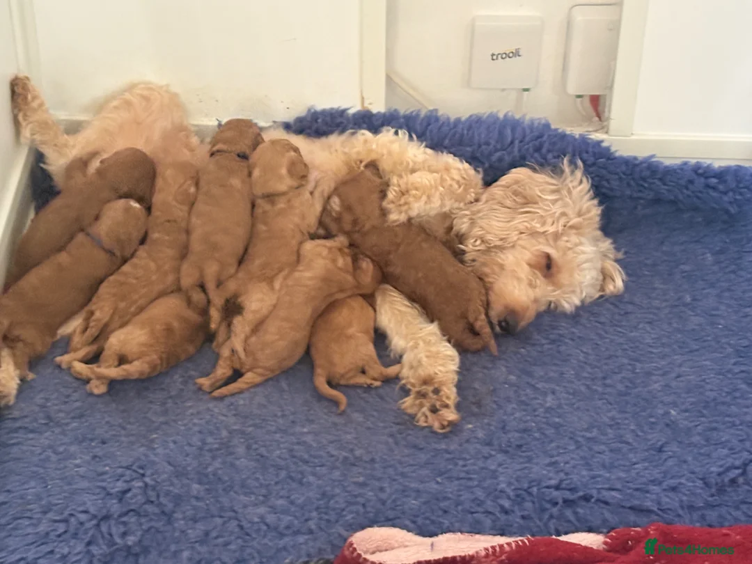 Cockapoo dogs for sale: Radiant red F2b cockapoos  - Advert 2