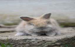 Angora rabbits for sale: French Imported Pedigree English Angoras - Image 8