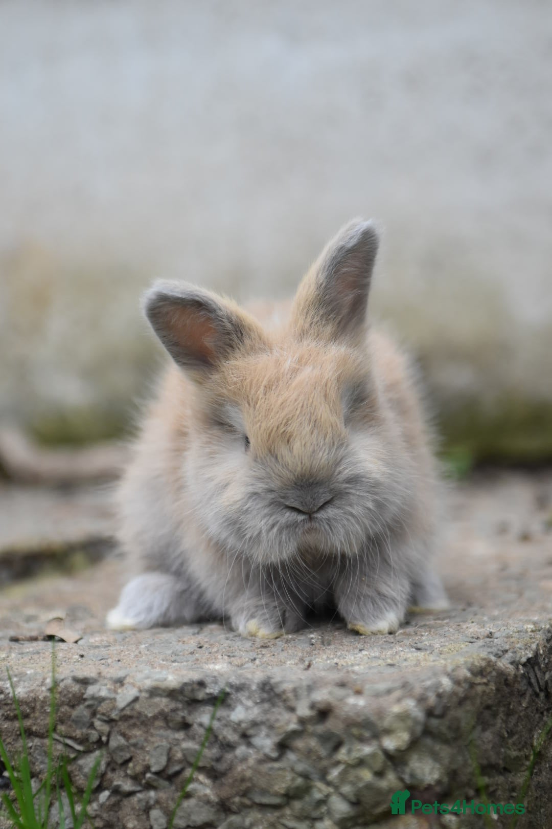 Angora rabbits for sale: French Imported Pedigree English Angoras - Image 8